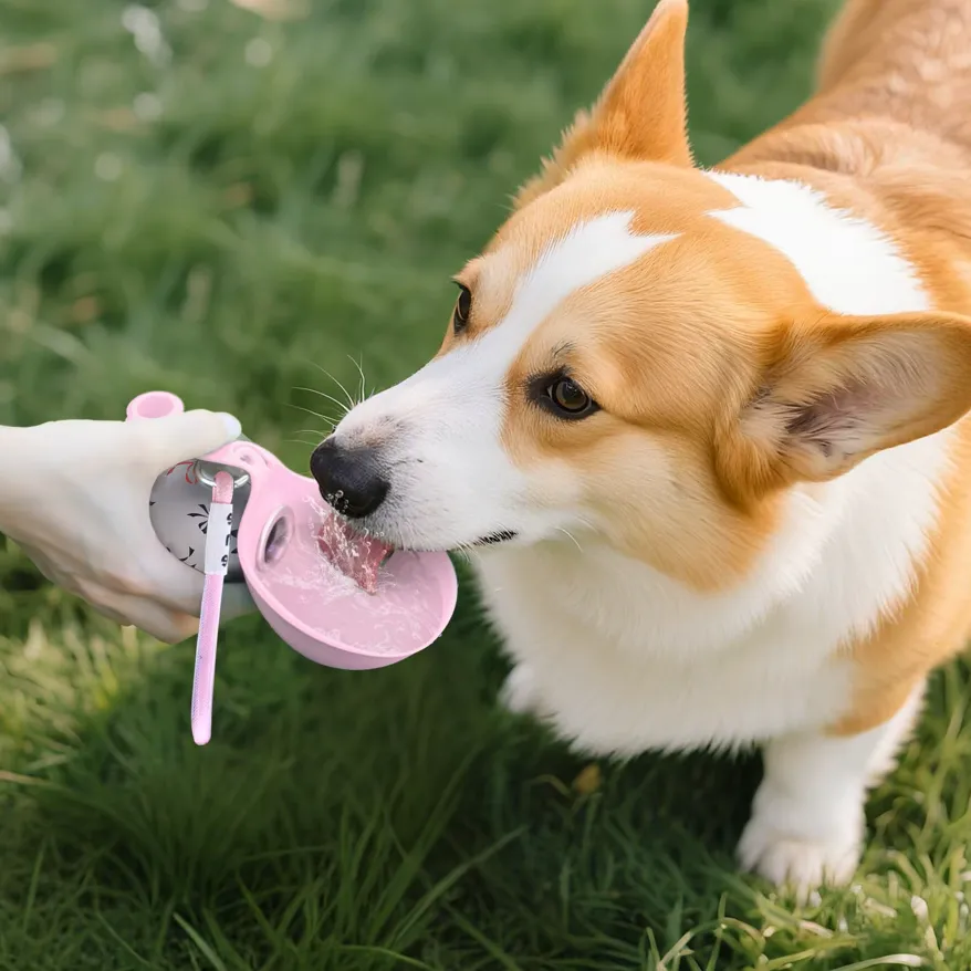 Wagsy 2-in-1 water bottle — silicone bowl open while a corgi drinks
